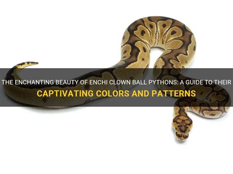 The Enchanted Beauty of Captivating Ball Pythons