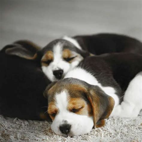 The Enchanting Allure of Beagle Pups