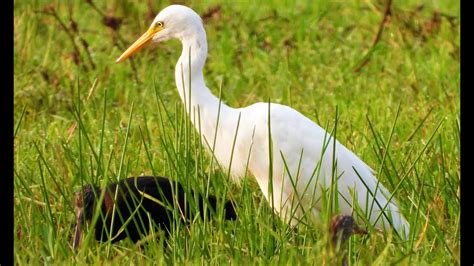 The Enchanting Allure of Egrets in their Natural Habitat