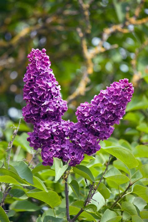 The Enchanting Allure of the Majestic Lilac Blossom