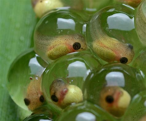The Enchanting Beauty of Tadpole Eggs: A Mysterious Realm Revealed