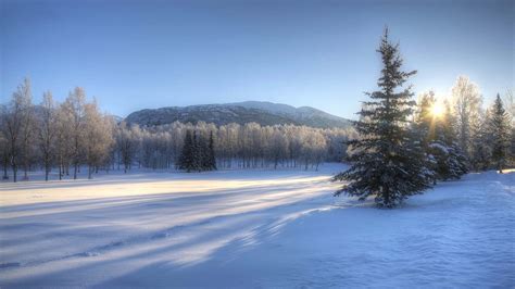 The Enchanting Beauty of Winter Wonderland
