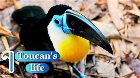 The Enchanting Biology of Toucans