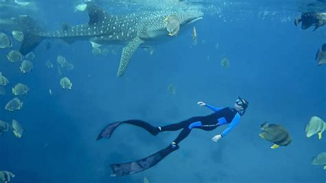 The Enchanting Experience of Swimming with Gentle Giants