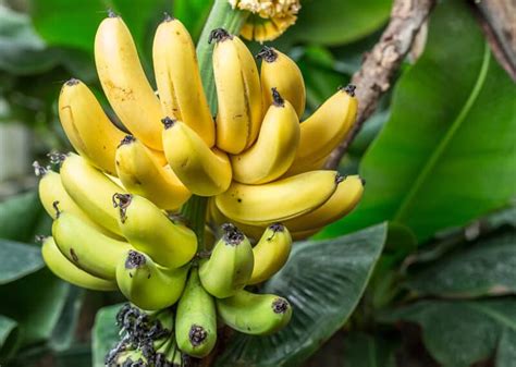 The Enchanting Journey of a Petite Banana Plant