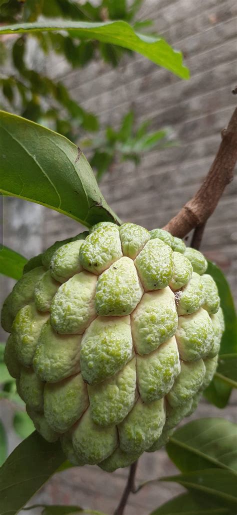 The Enchanting Joy of Custard Apple