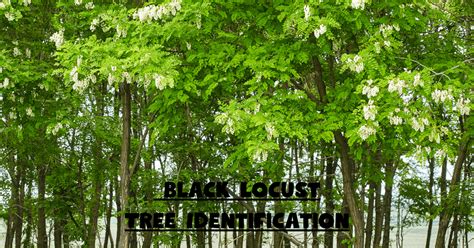 The Enchanting Legends Revolving Around the Mysterious Black Locust