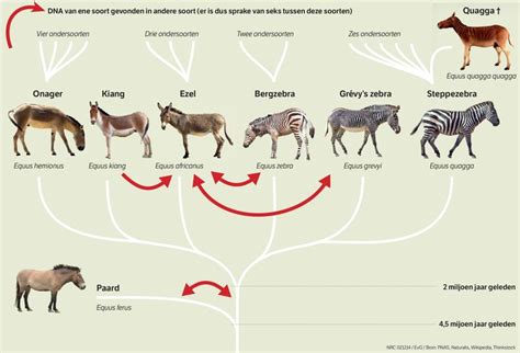 The Enchanting Past and Evolution of Zebras