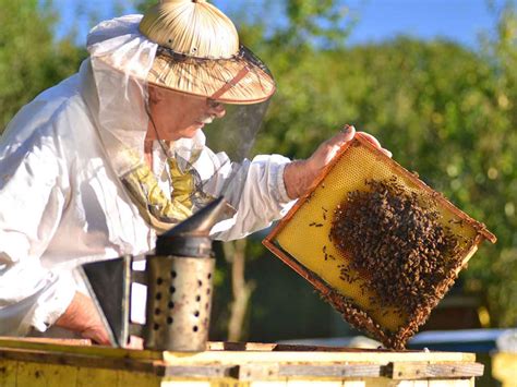 The Enchanting Realm of Apiculture