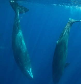 The Enchanting Realm of Dolphins