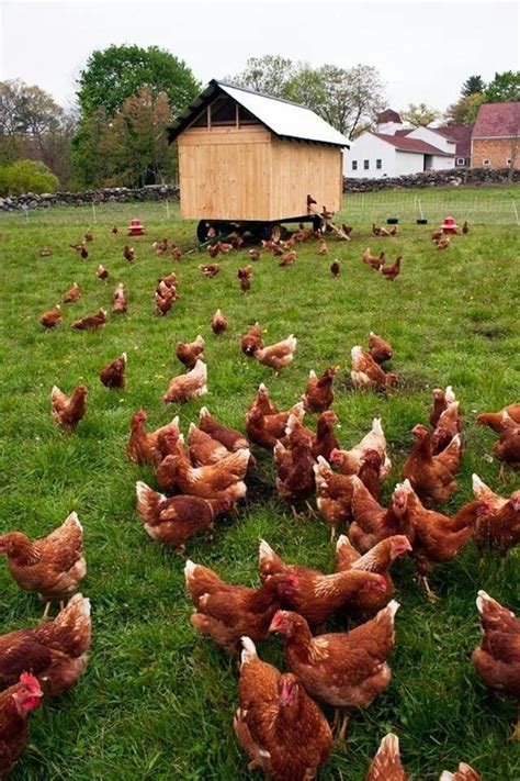 The Enchanting Realm of Free-Roaming Poultry