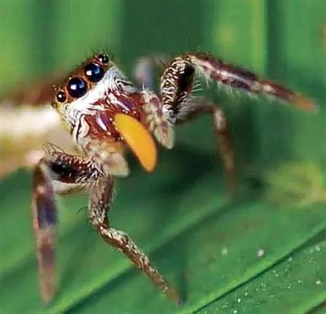 The Enchanting Realm of Kitty Spiders: Revealing Arachnid Wonders