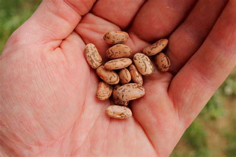 The Enchanting Secrets of Harvesting Dried Legumes in Your Imagination