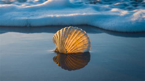 The Enchanting Symbolism of Seashells in Various Cultures