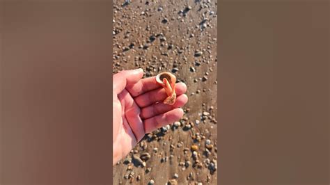 The Enchanting Universe of Seashells