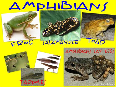 The Enchanting Variety of Amphibians