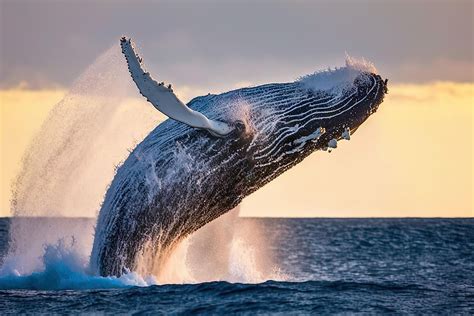 The Enchanting World of Whales: A Closer Look at their Lives Beneath the Surface