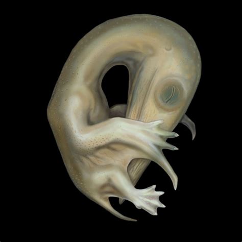 The Enchantment of Dragon Embryos