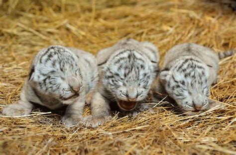 The Enchantment of Infant Tigers: Exploring the Fascination