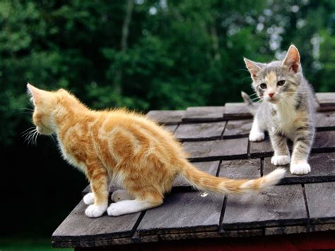 The Enchantment of Observing Kittens Playfully Pursue Their Tails
