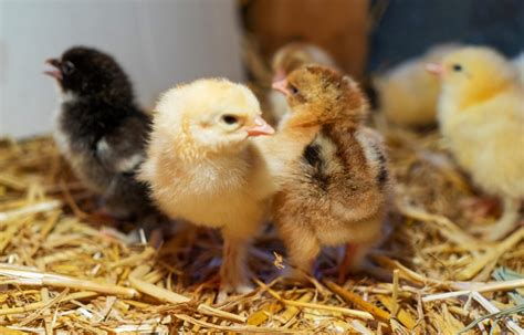 The Enchantment of Raising Exquisite Poultry Hatchlings