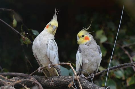 The Enchantment of Snowy Cockatiels: An Enthralling and Exceptional Feathered Companion