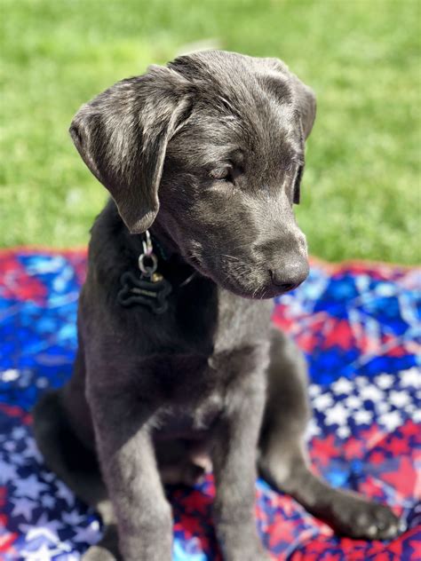 The Enchantment of a Charcoal-colored Retriever Young Dog