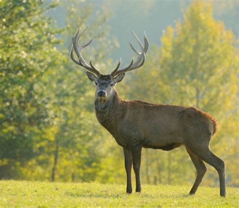 The Enchantment of a Multitude of Deer: Fascination with a Plenitude of Elegant Animals