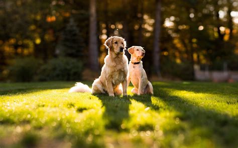 The Endearing Nature of Golden Canines