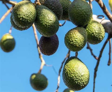 The Enigma Behind Avocado's Delectable SIlkiness