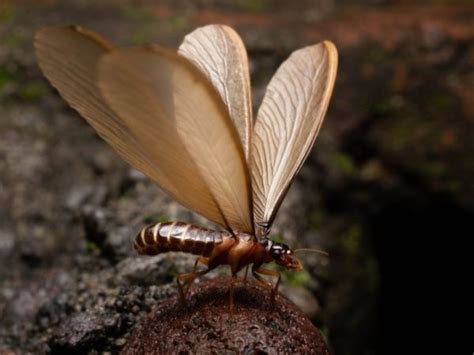 The Enigma Behind Winged Termites: Revealing Their Cryptic Significance