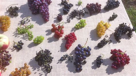 The Enigma of Blue Grapes: Unraveling the Mystery