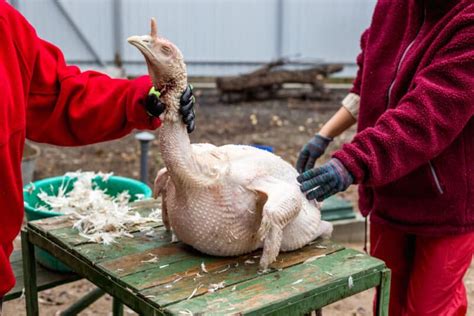 The Enigma of Slaughtering Turkeys in Dreams