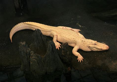 The Enigma of the Albino Alligator: Nature's Most Puzzling Creature