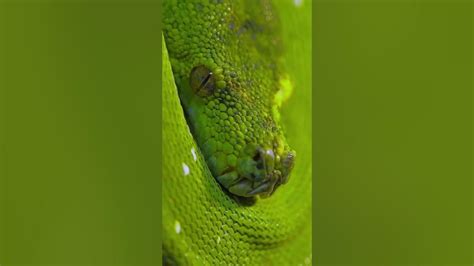 The Enigma of the Azure Boa Constrictor: Deciphering its Mysterious Essence