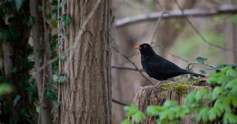 The Enigma of the Blackbird: Unraveling the Secrets Behind its Symbolism