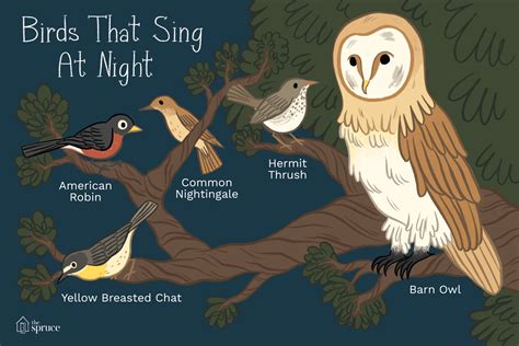 The Enigma of the Nocturnal Bird's Call