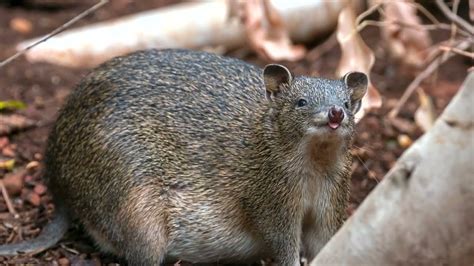 The Enigma of the Pale Marsupial: Unveiling the Enigmatic Secrets