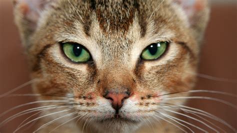 The Enigmatic Abyssinian Feline