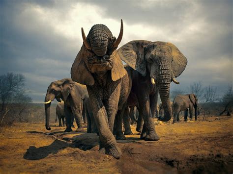 The Enigmatic Attraction of Elephant Herds