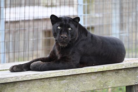 The Enigmatic Aura Surrounding Melanistic Felines