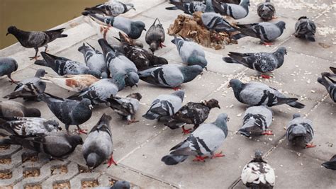 The Enigmatic Avian World: The Significance of Pigeons in Diverse Cultures