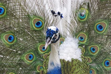 The Enigmatic Beauty: Unraveling the Peacock's Symbolic Significance