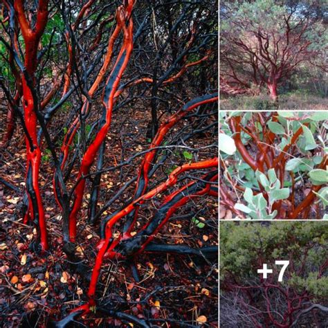 The Enigmatic Beauty of Crimson Trees