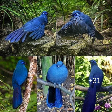 The Enigmatic Beauty of the Azure Lepidopteran