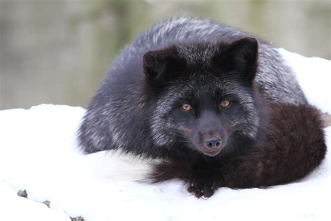 The Enigmatic Beauty of the Silver Fox's Fur