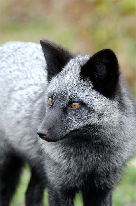 The Enigmatic Behavior and Habits of the Majestic Silver Fox