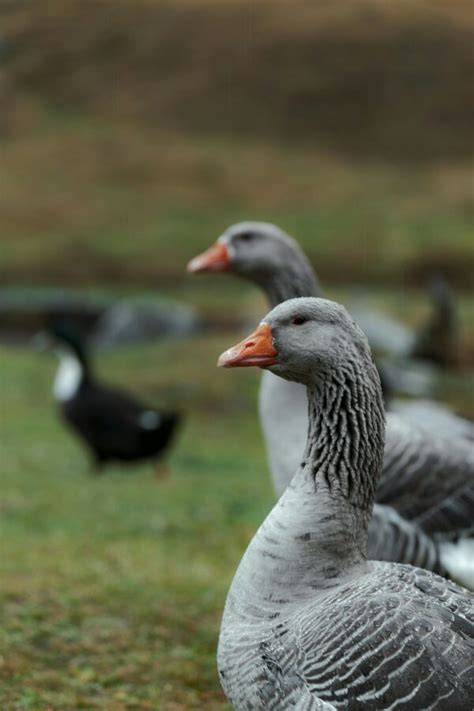 The Enigmatic Behavior of Majestic Geese