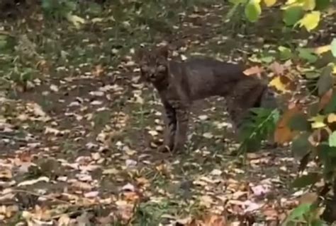The Enigmatic Black Bobcat: A Figment of Myth or an Actual Phenomenon?
