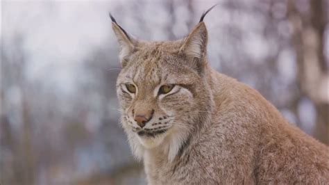 The Enigmatic Black Lynx: Unveiling Its Mystique